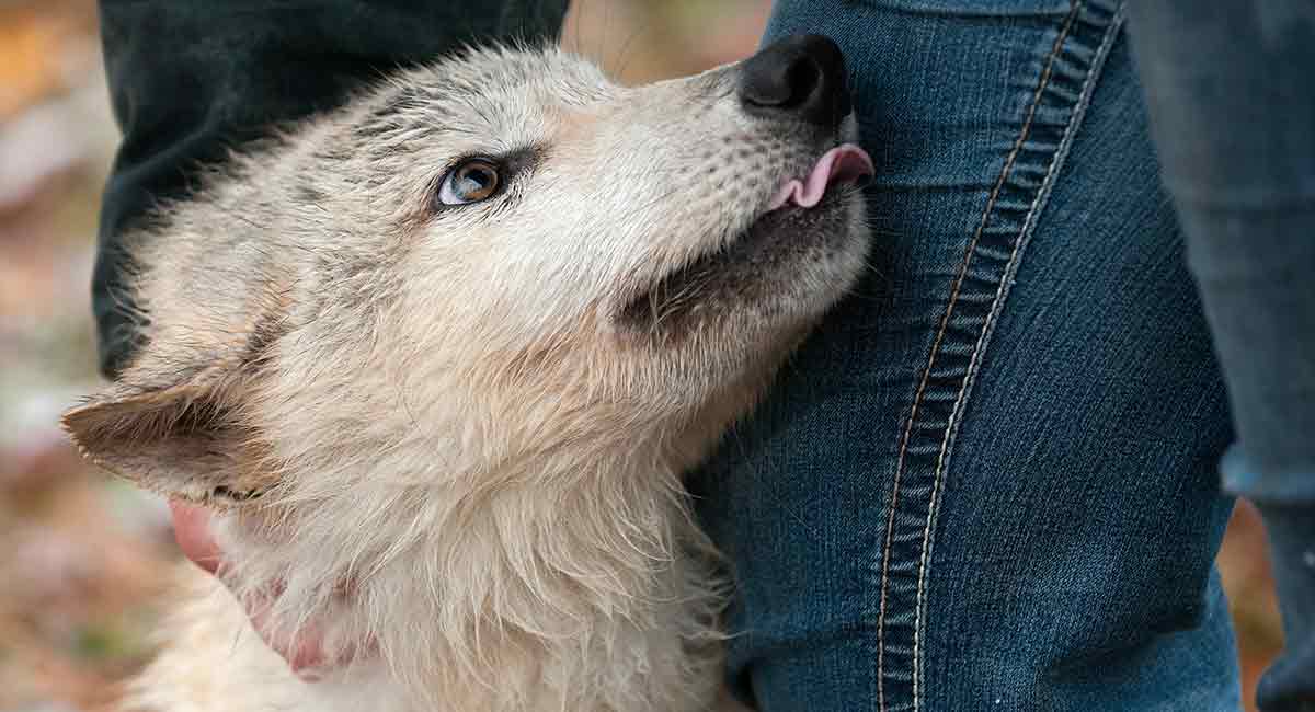 big fluffy wolf dog