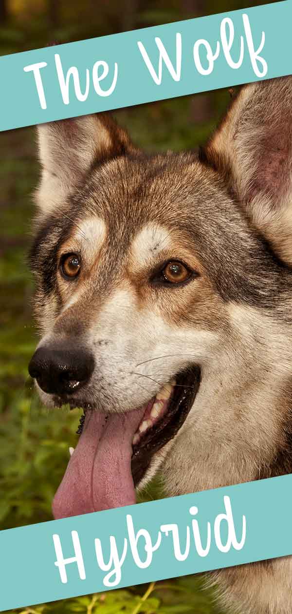 are huskies wolf hybrids