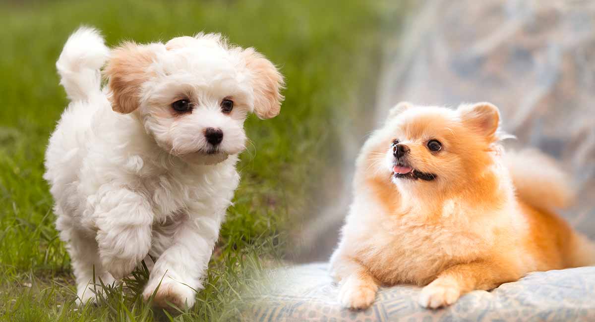 Cheapest toy hotsell dog breeds