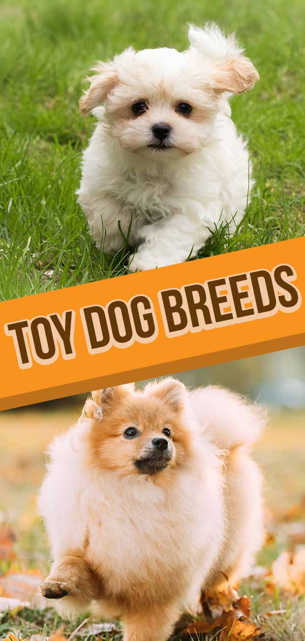 les races de chiens jouets