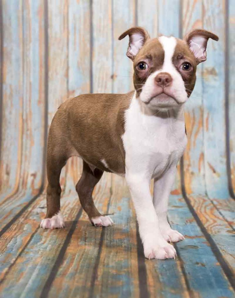 Boston Terrier Colors Discover More About The Unique Boston Coat