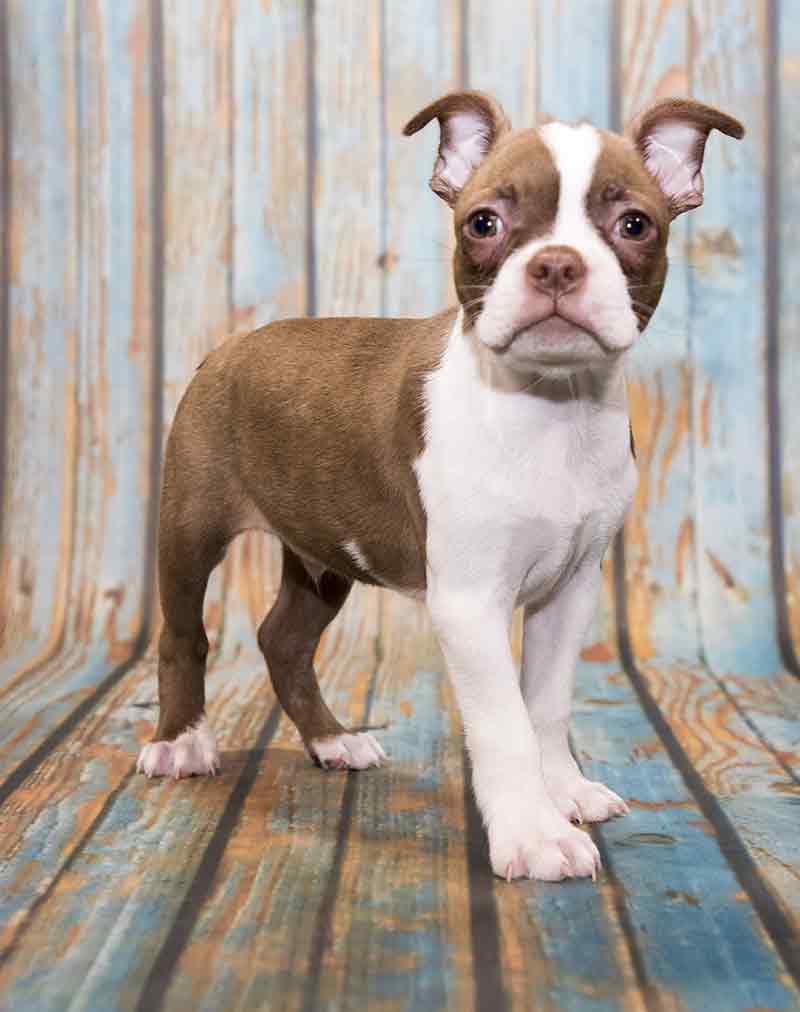 do boston terriers come in brown