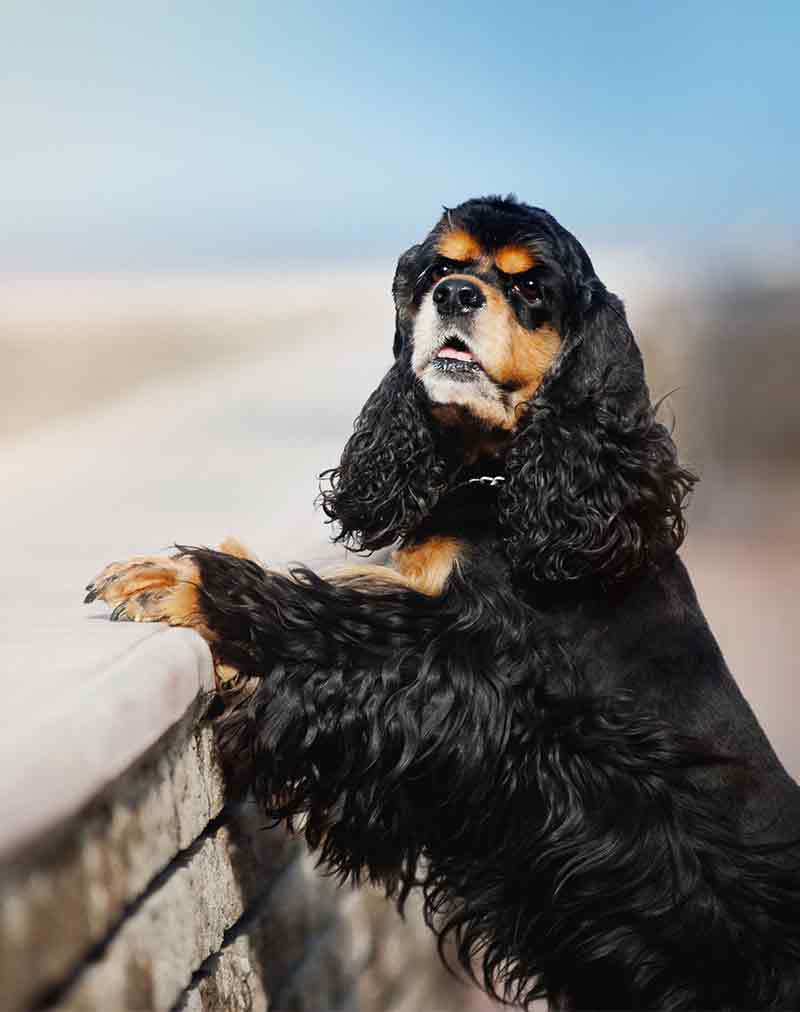 Long Haired Dogs - Gorgeous Hairy Breeds and How to Care ...