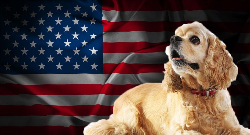 best american dog breeds