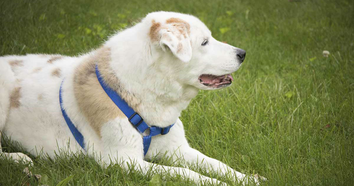 german shepherd x australian shepherd