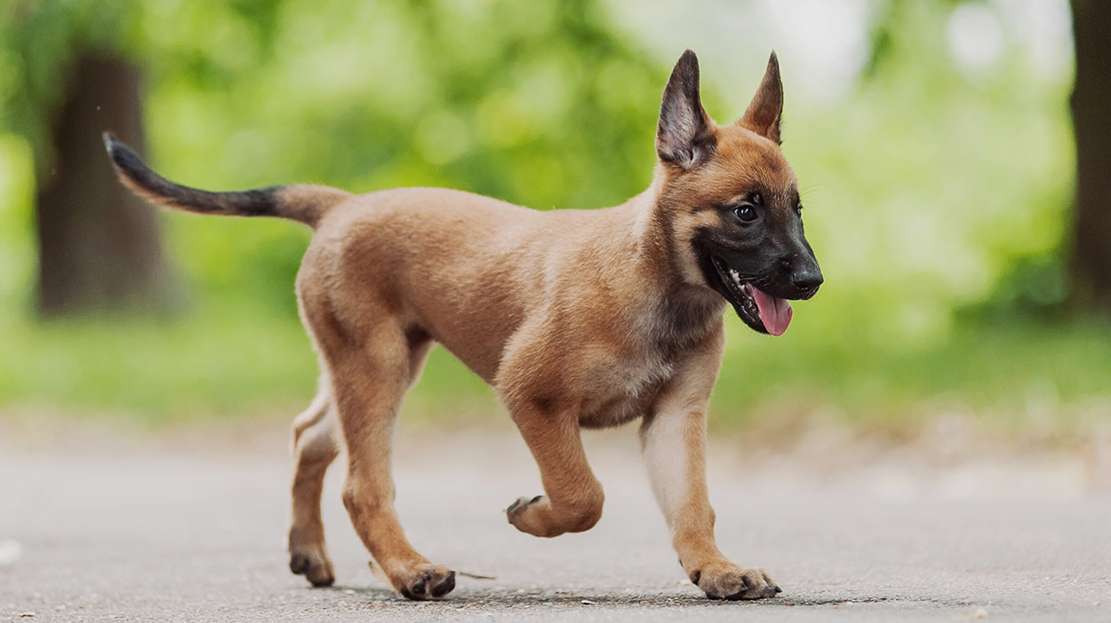 belgian hunting dog