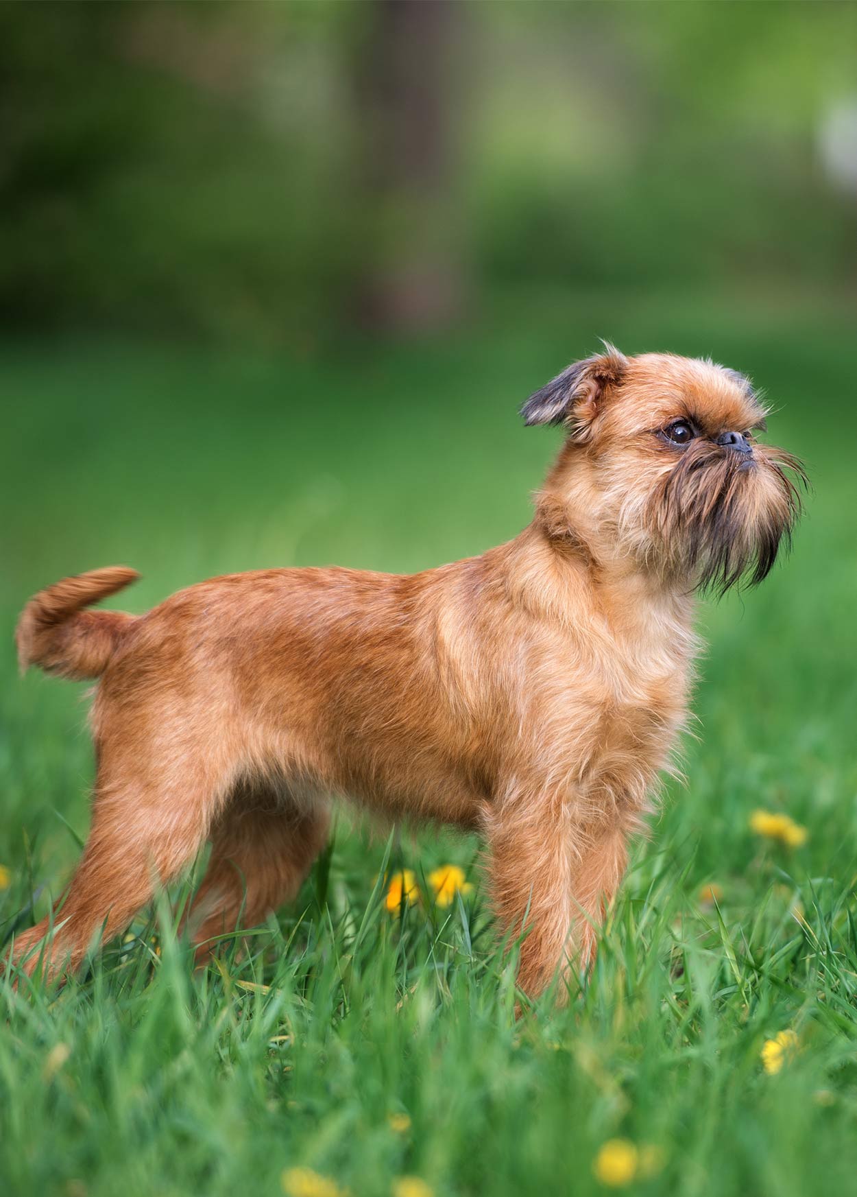 belgian terrier