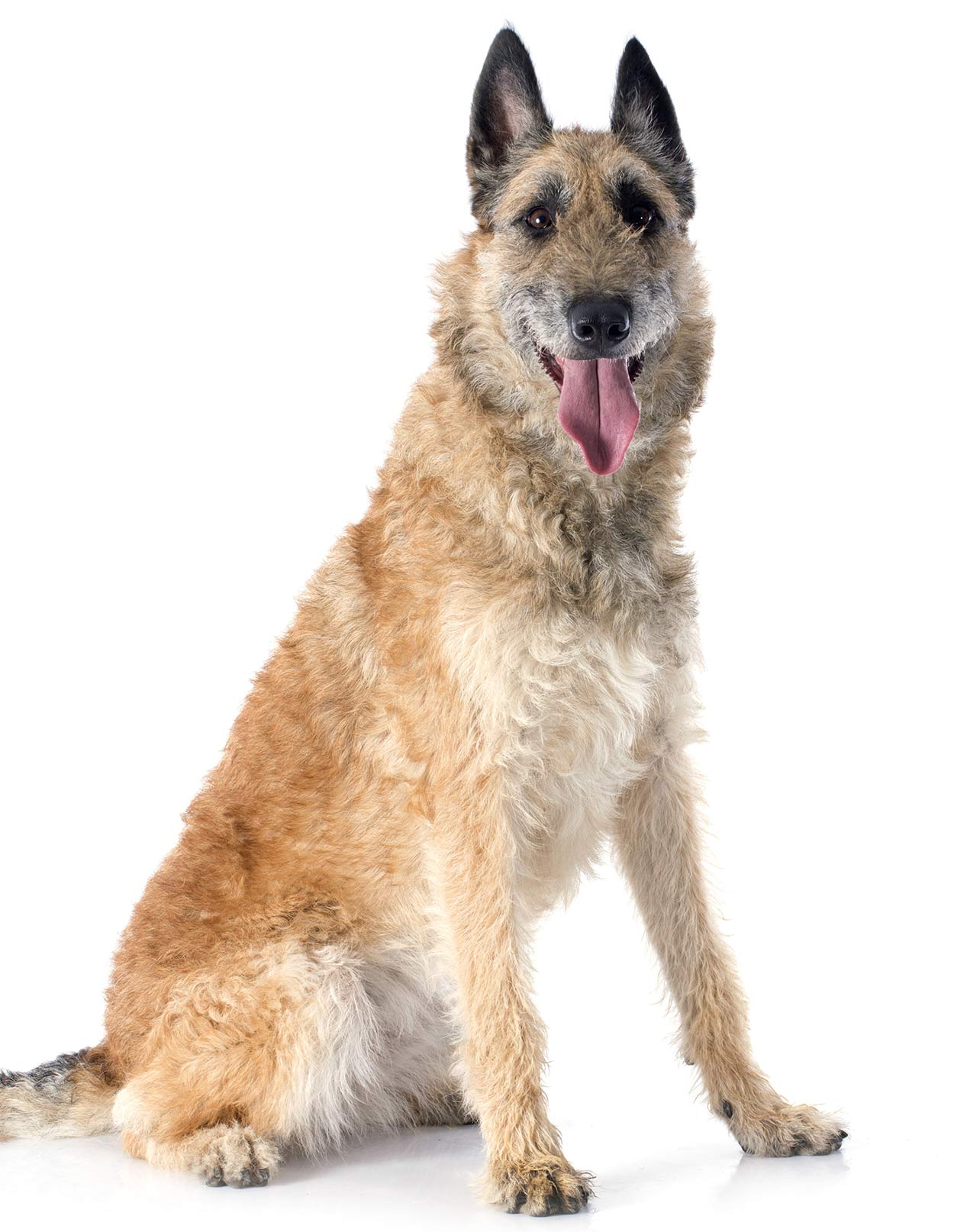 belgian dog breeds