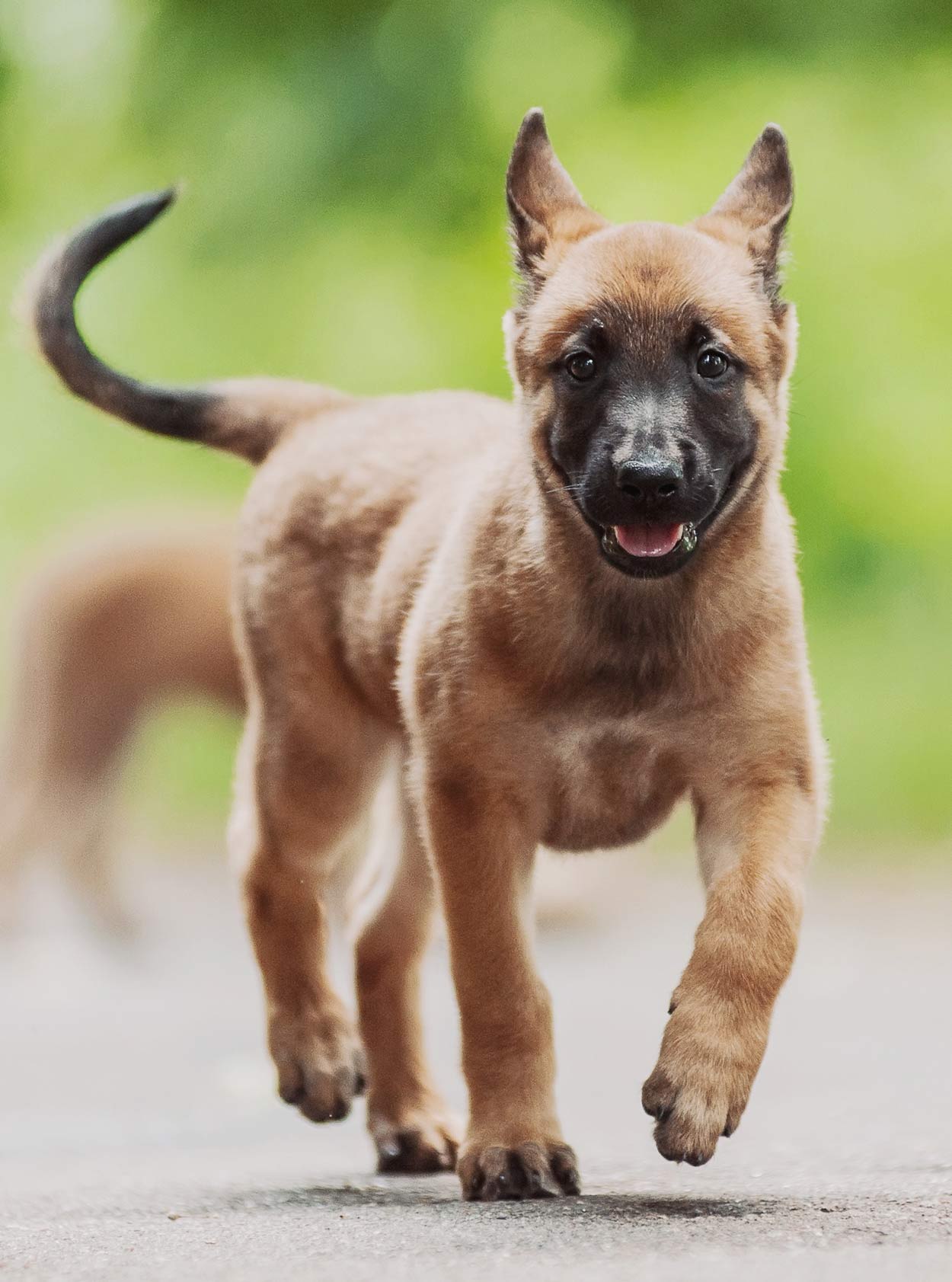 belgian dog breeds