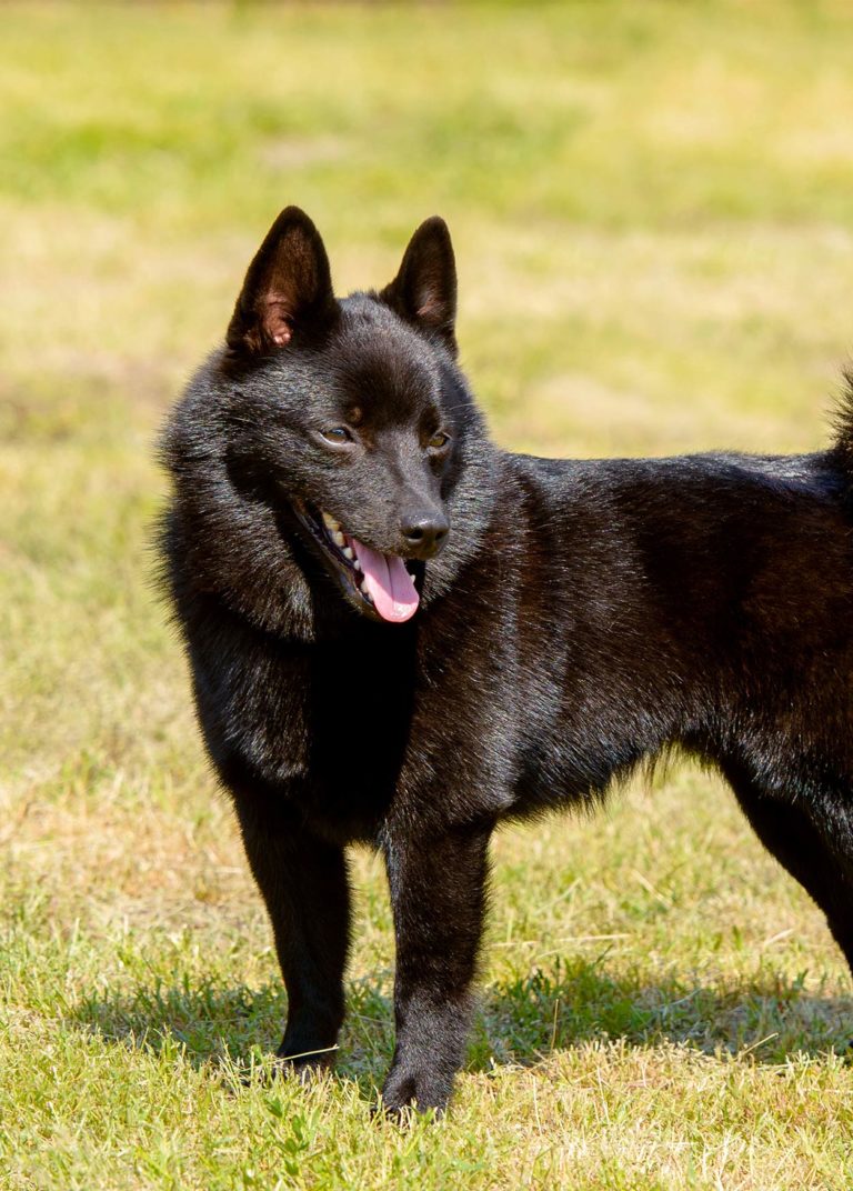 Belgian Dog Breeds - Seven Amazing Pups That Come From Belgium