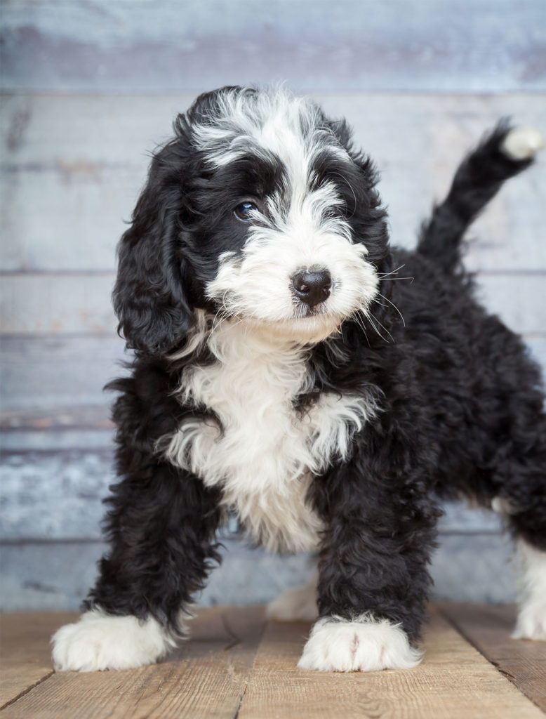 Bernese Mountain Dog Poodle Mix Puppy