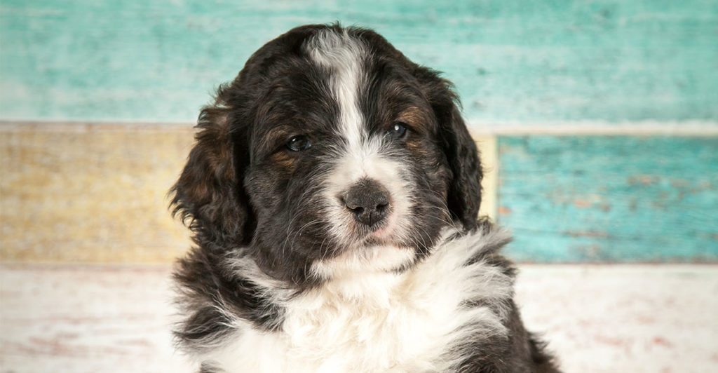 Bernedoodle - The Bernese Mountain Dog Poodle Mix