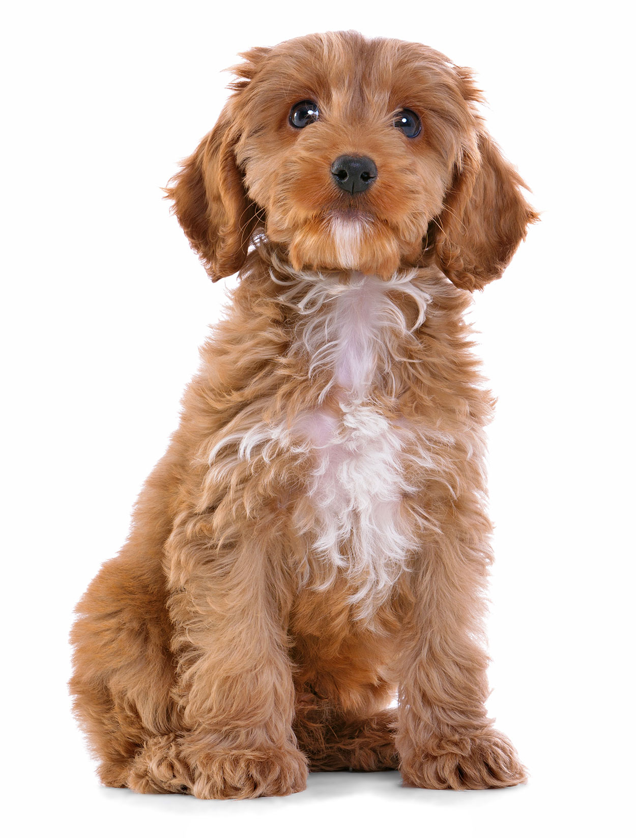 Best Brush For Cockapoo Curls How To Tame The Mane