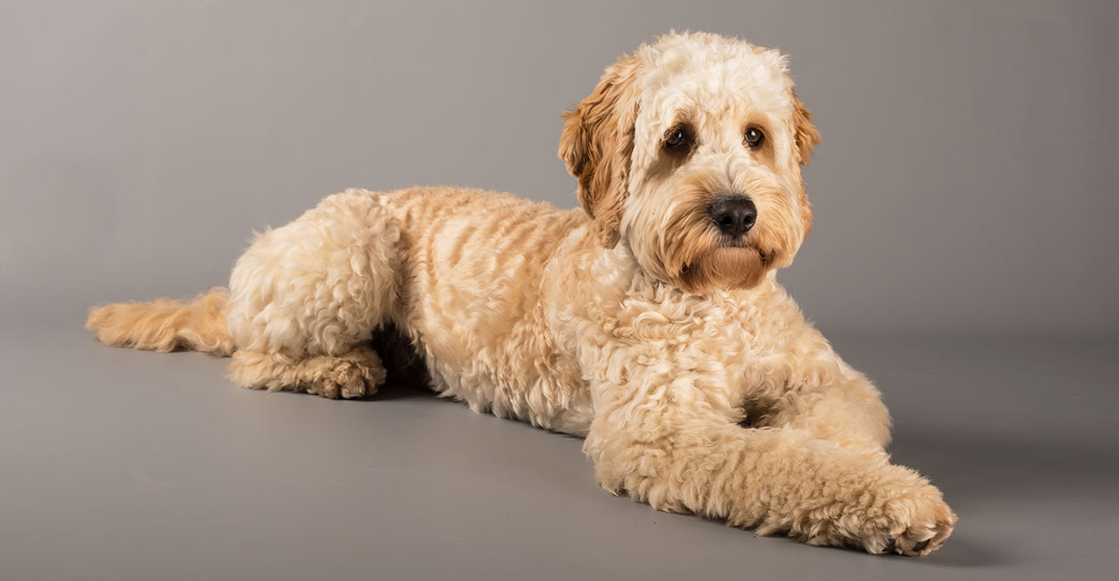 Cockapoo with curly fur