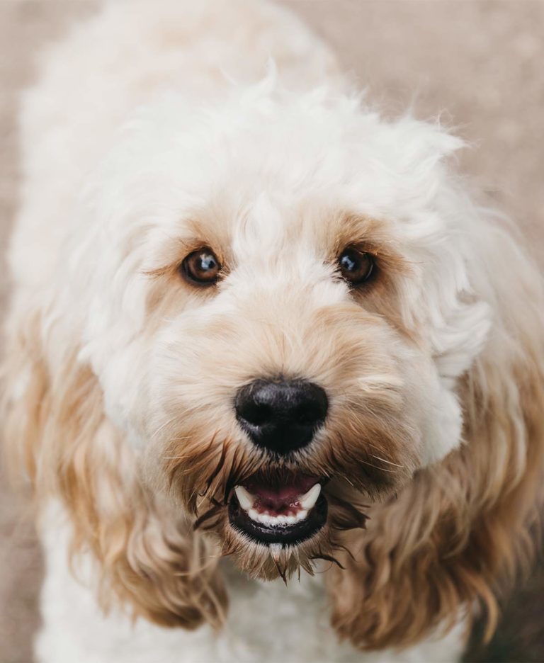 Best Food For Cockapoo Puppies, Dogs, And Seniors