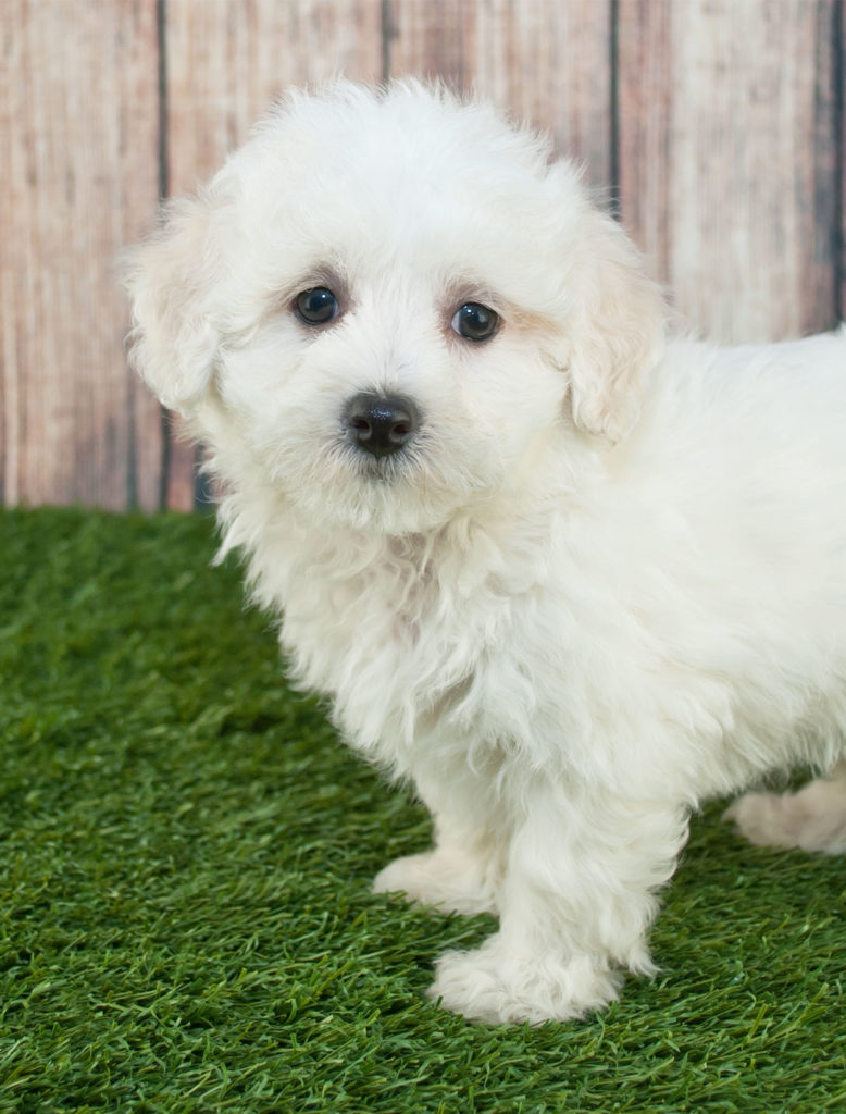 Beste Maltipoo voer merken