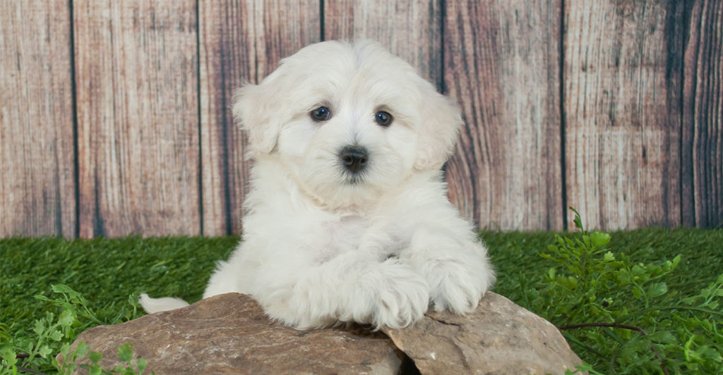 baby maltipoo puppies