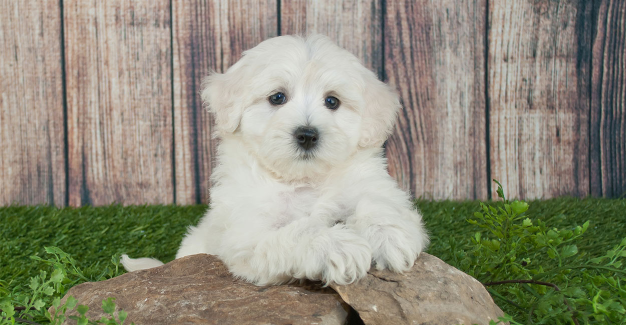 Best Food For Maltipoo Puppies, Dogs And Seniors