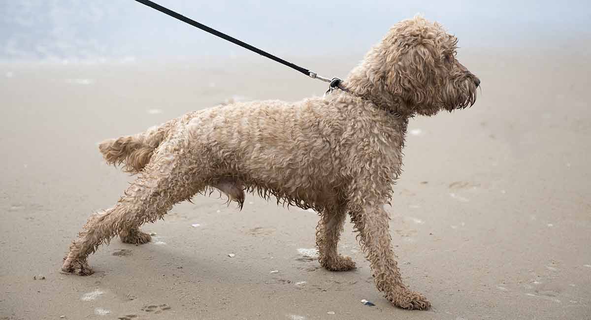 Best Shampoo For A Cockapoo Our Top Choices