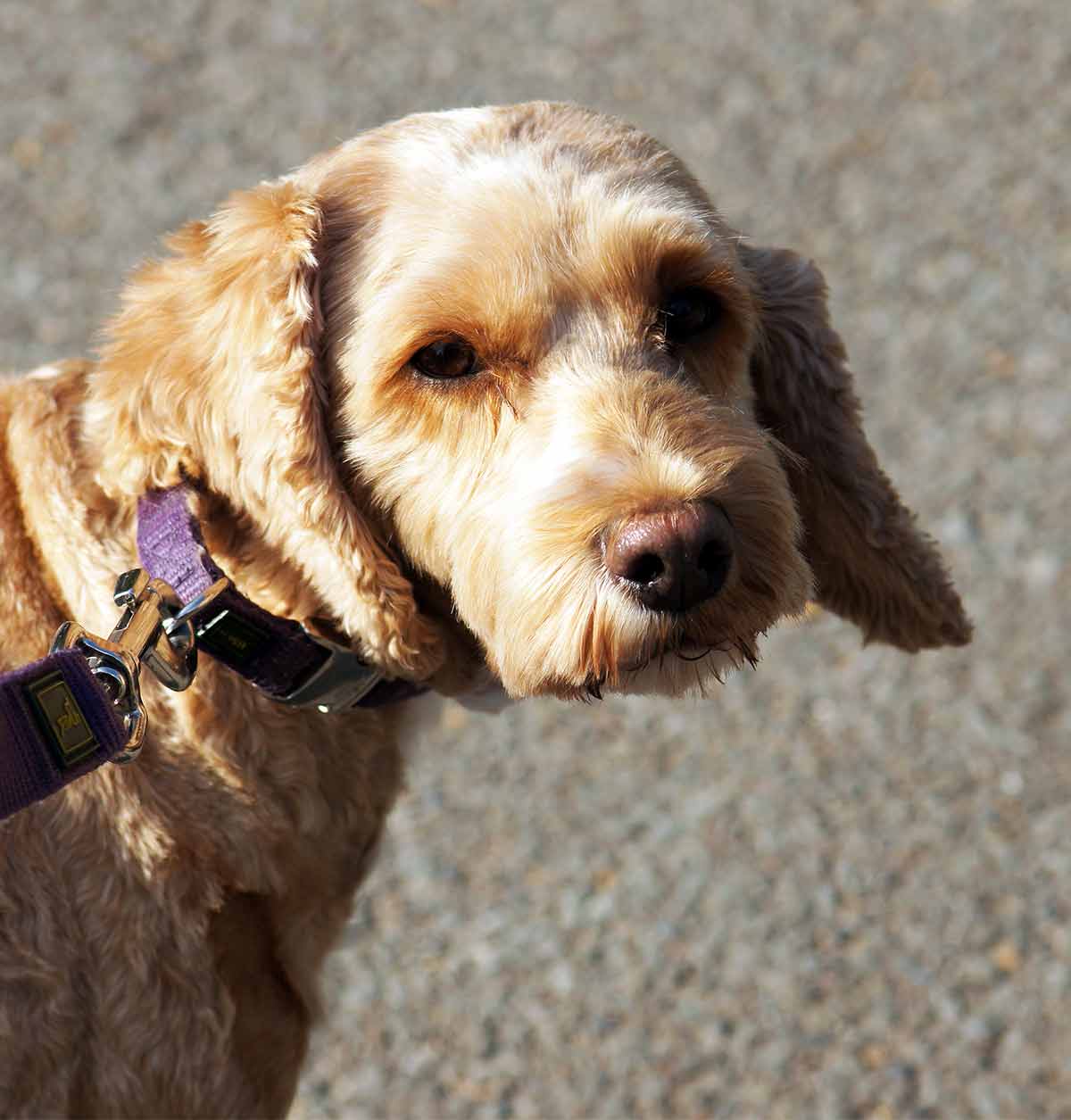 beste shampoo voor een cockapoo