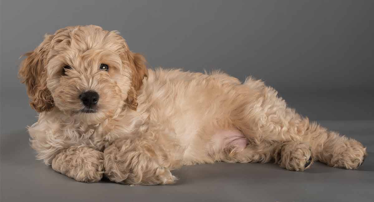 cockapoo stuffed toy