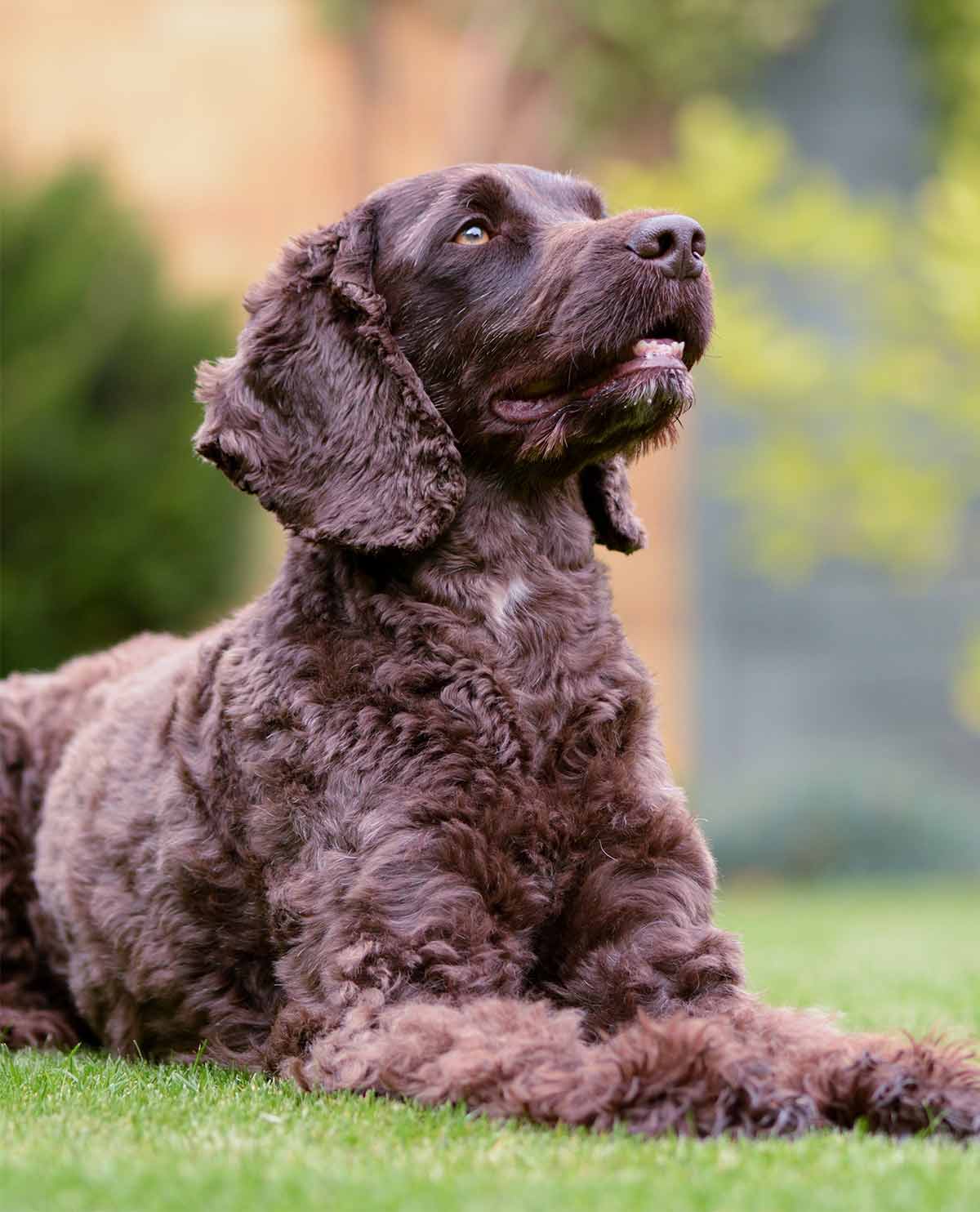 cockapoo hunting