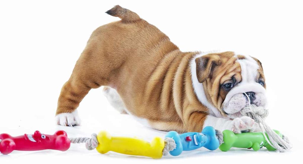 best toys for bulldogs