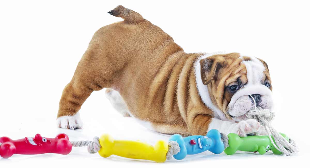 good toys for bulldogs