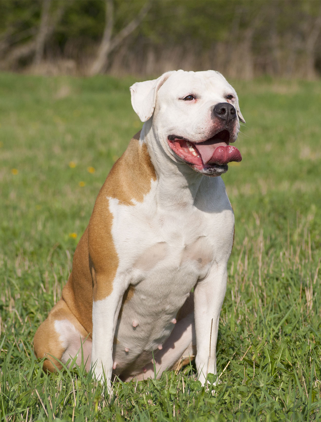 biggest breed of bulldog