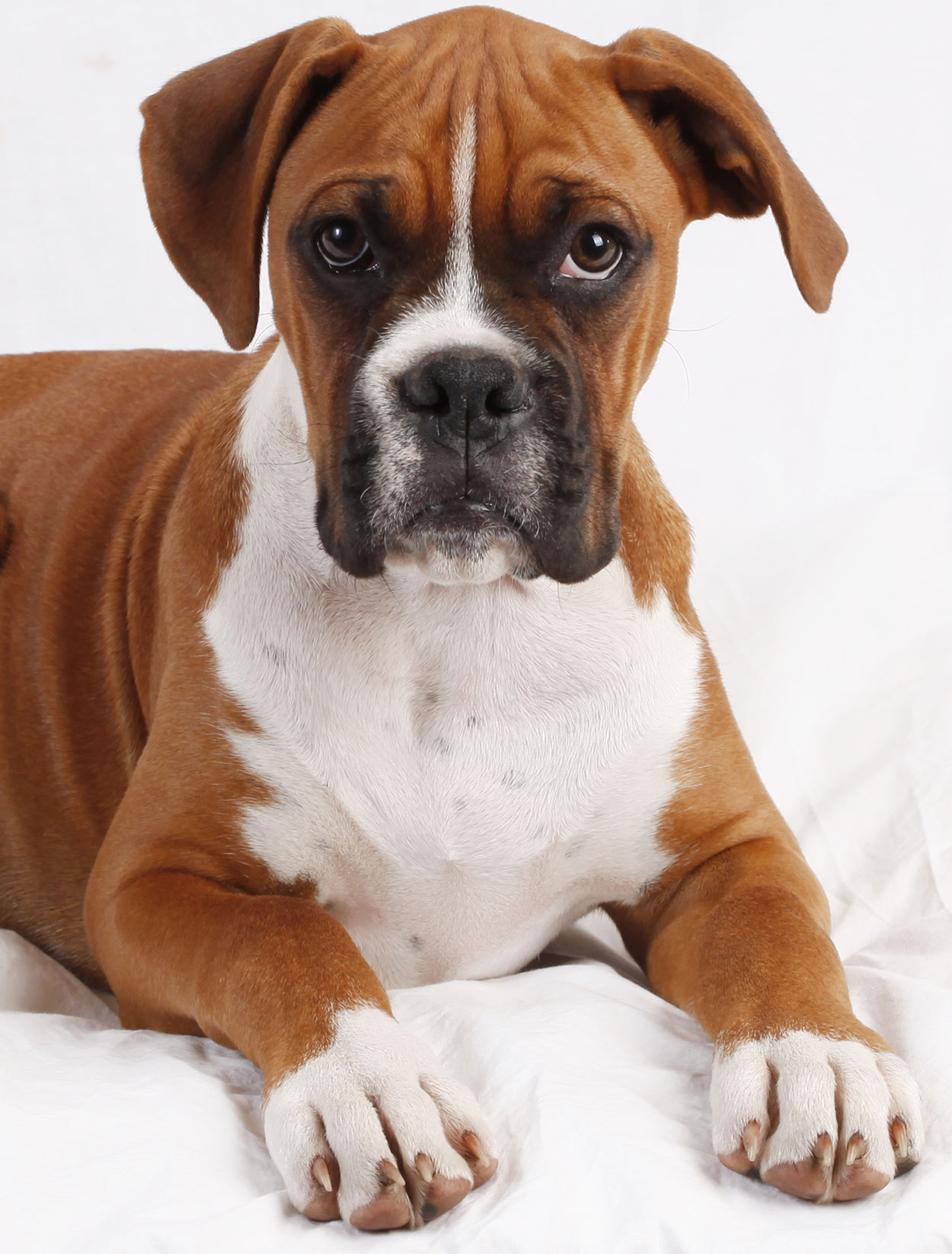 bull boxer dog breed