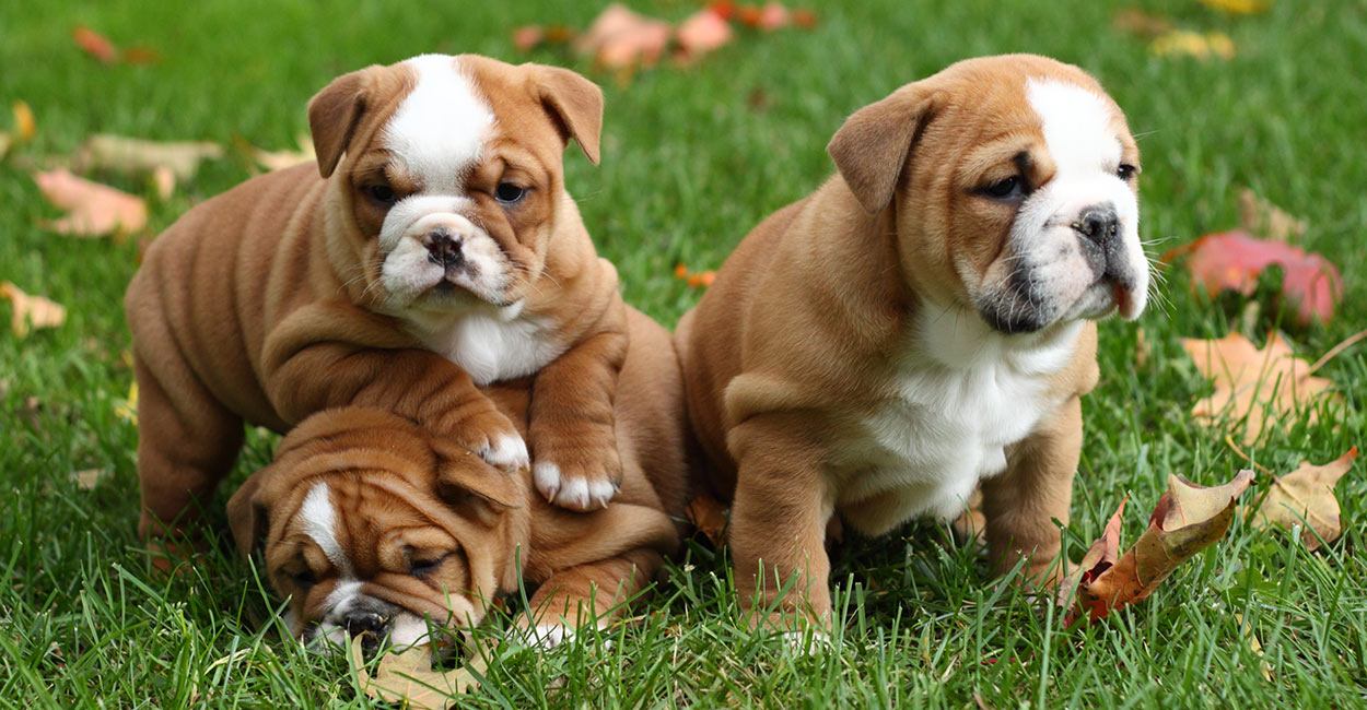 37 Bulldog Breed Types Pic Bleumoonproductions