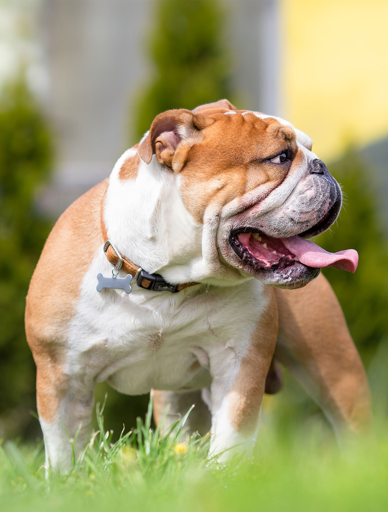 American Bulldog Different Types Of Bulldogs Slideshare