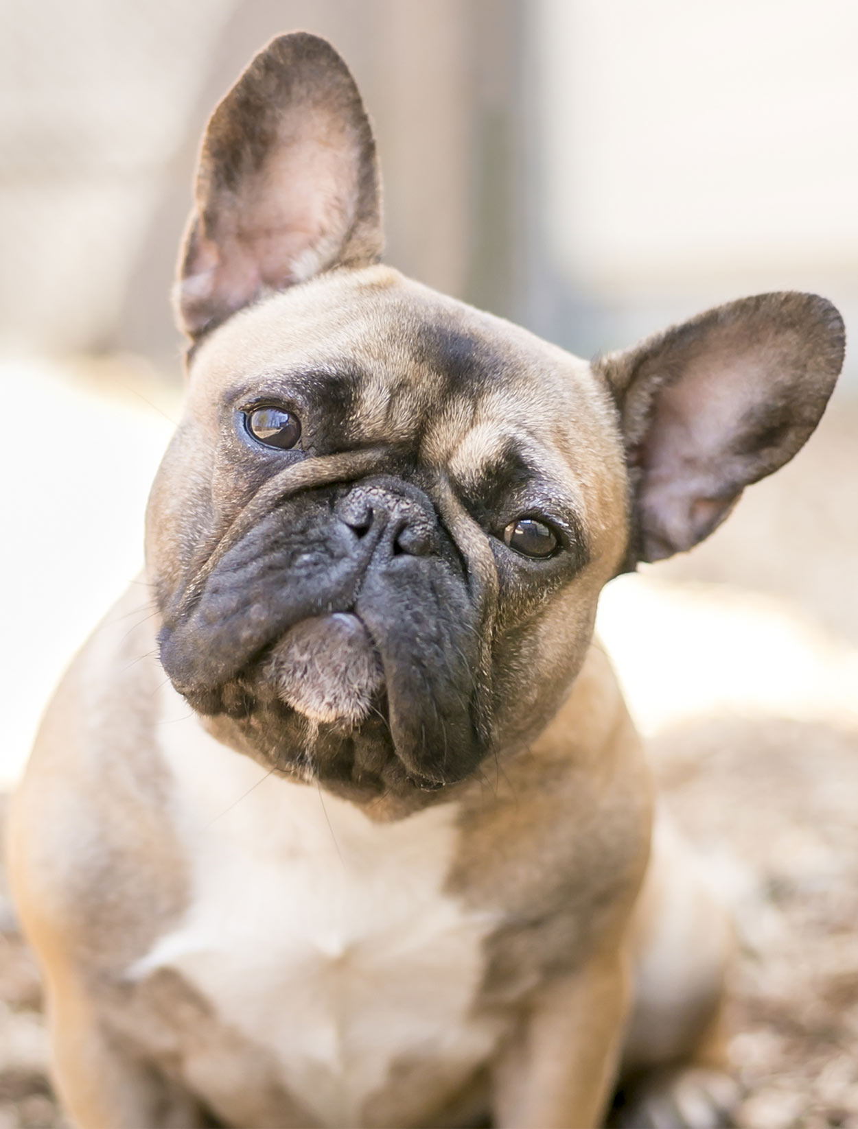 bulldog small breed