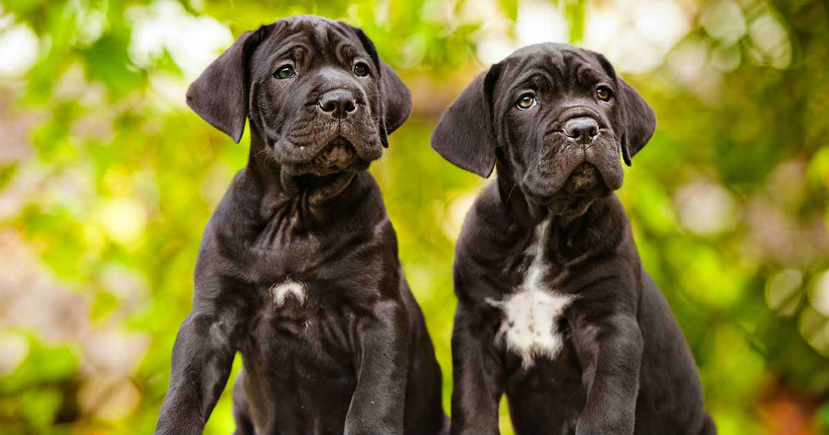 cane corso dog