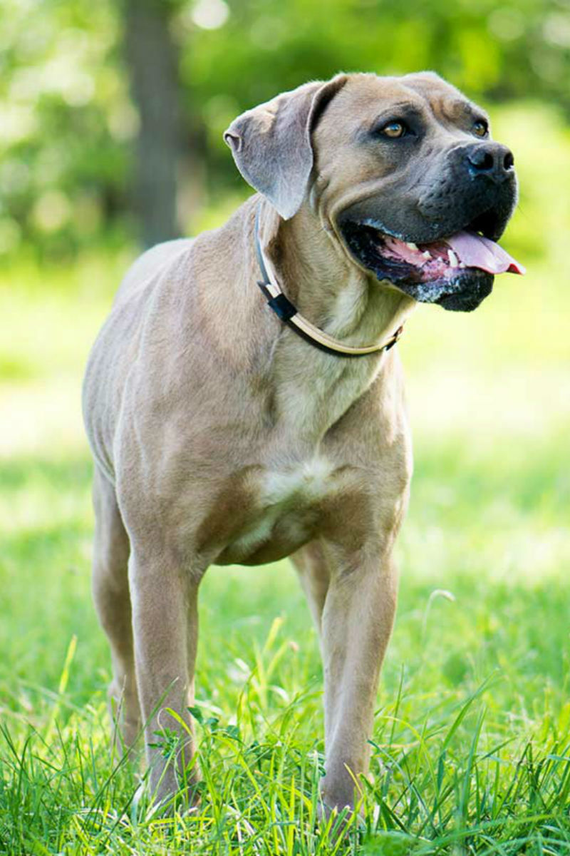 puppy italian mastiff