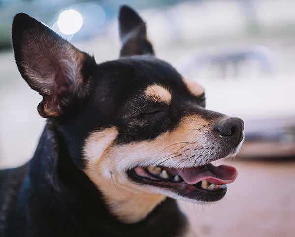 German Shepherd Chihuahua mix