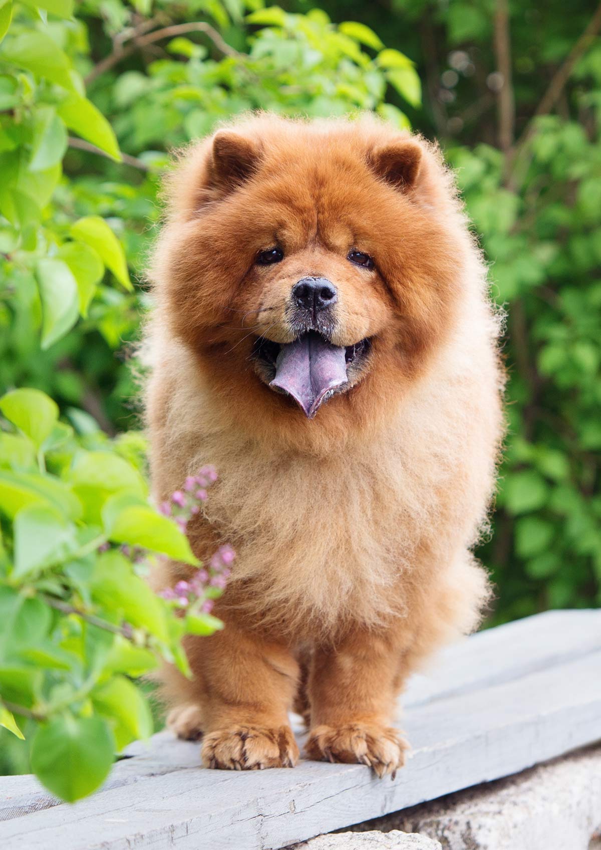 The Chow Chow Puffy Lion Dog Dog Breeds Picture