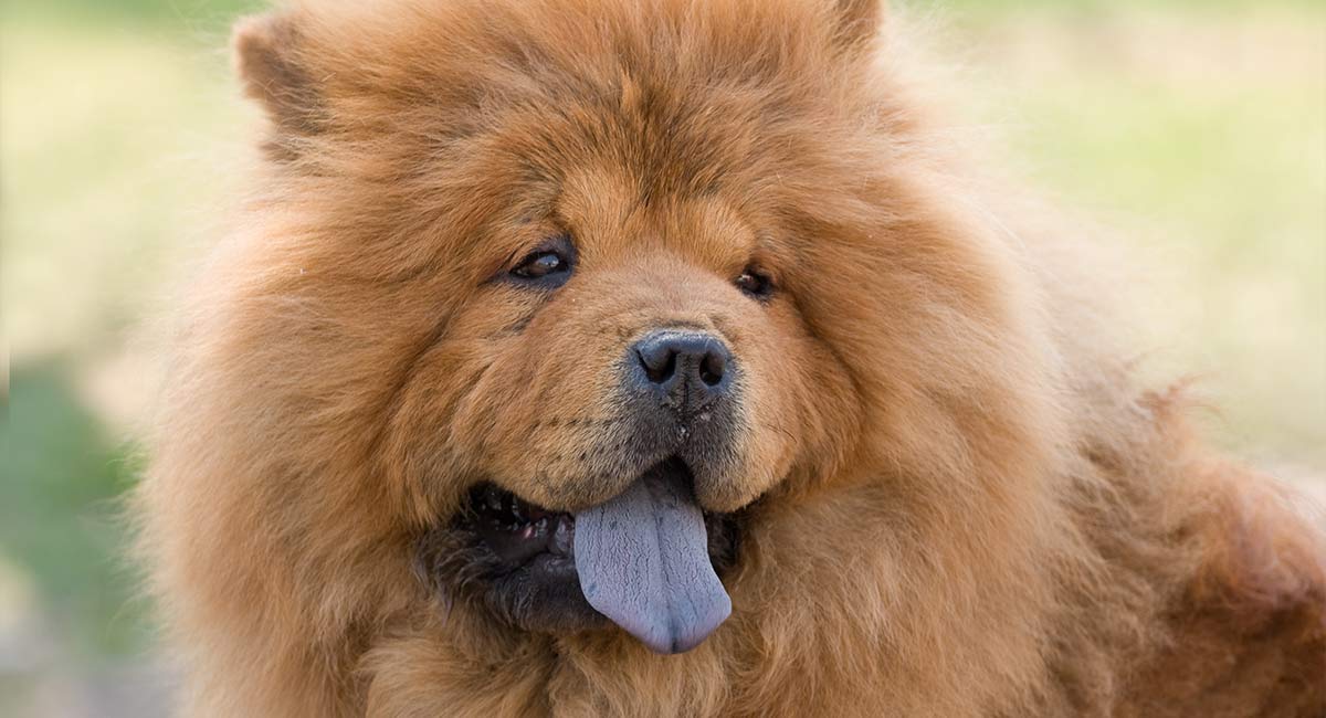 chow chow playing