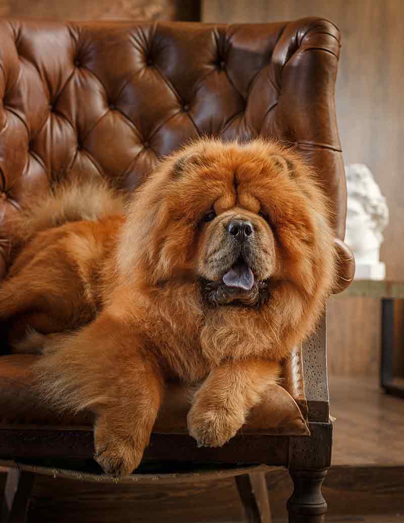 at what age is a chow chow full grown