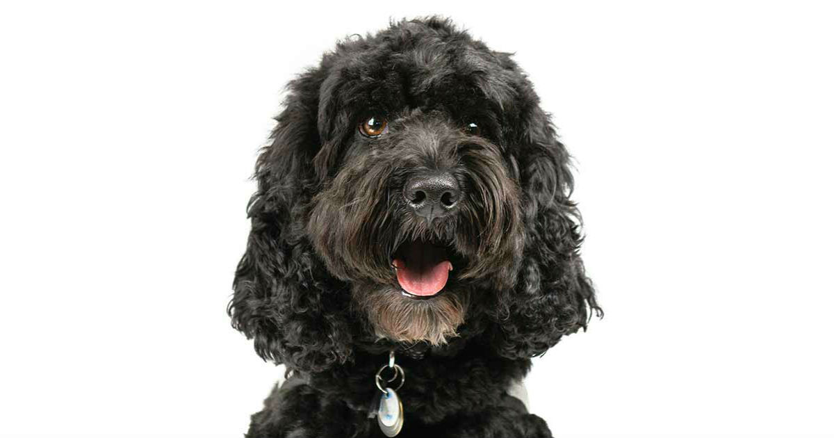 Cockapoo training