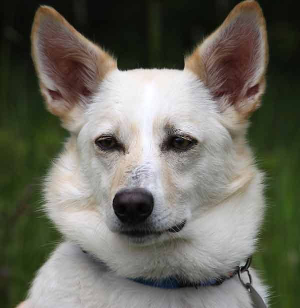 Corgi German Shepherd mix