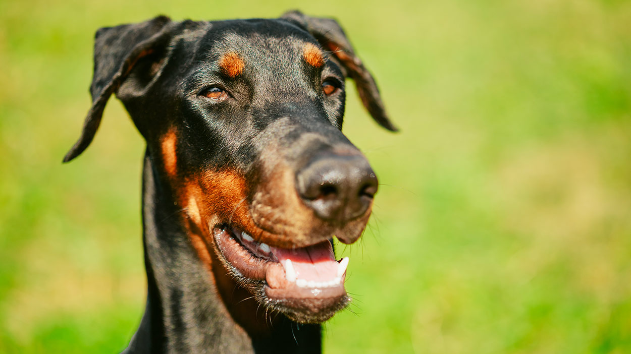 Doberman Pinscher Dog Breed Information Center