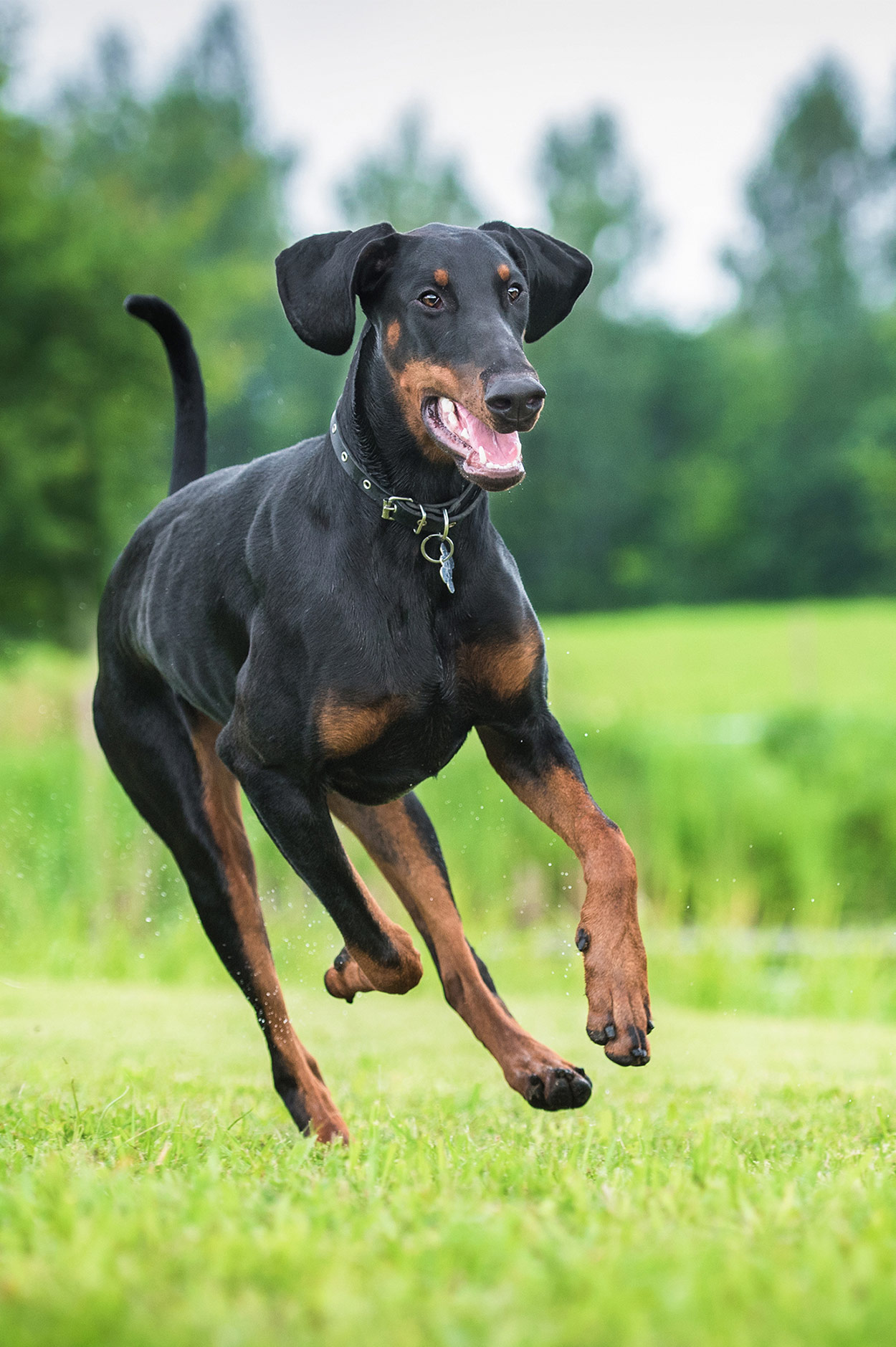 doberman dog dog