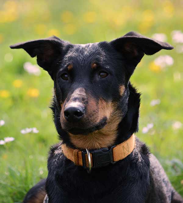 German Shepherd Doberman mix