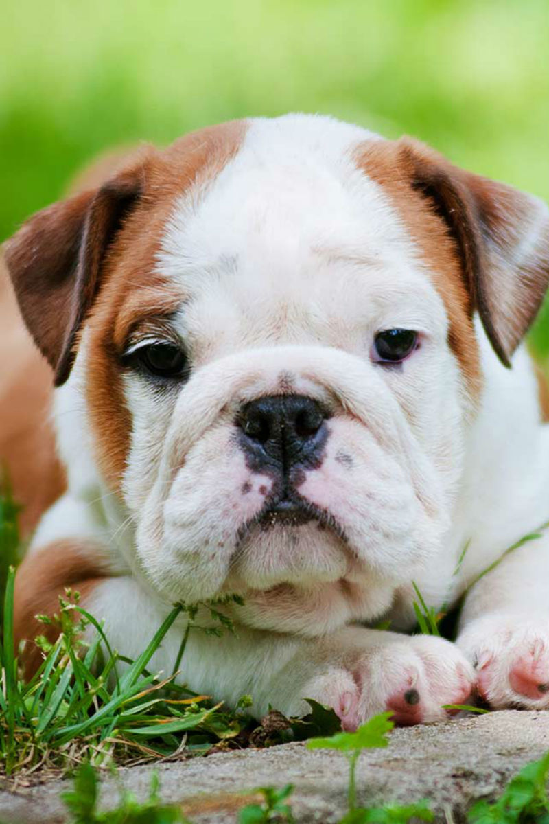 purebred bulldog price