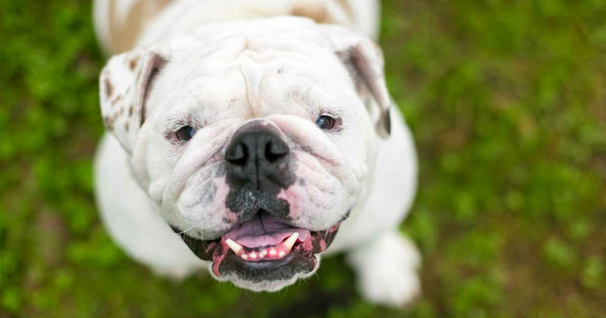 can old english bulldogs swim