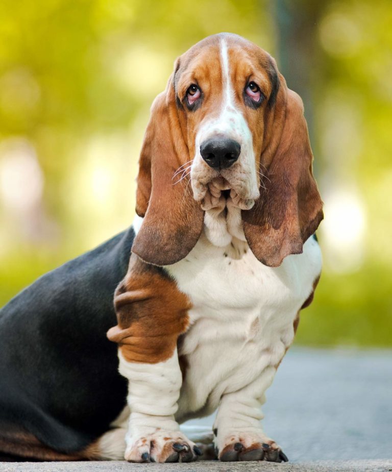 Dogs With Eyebrows Pups To Turn Your Frown Upside Down