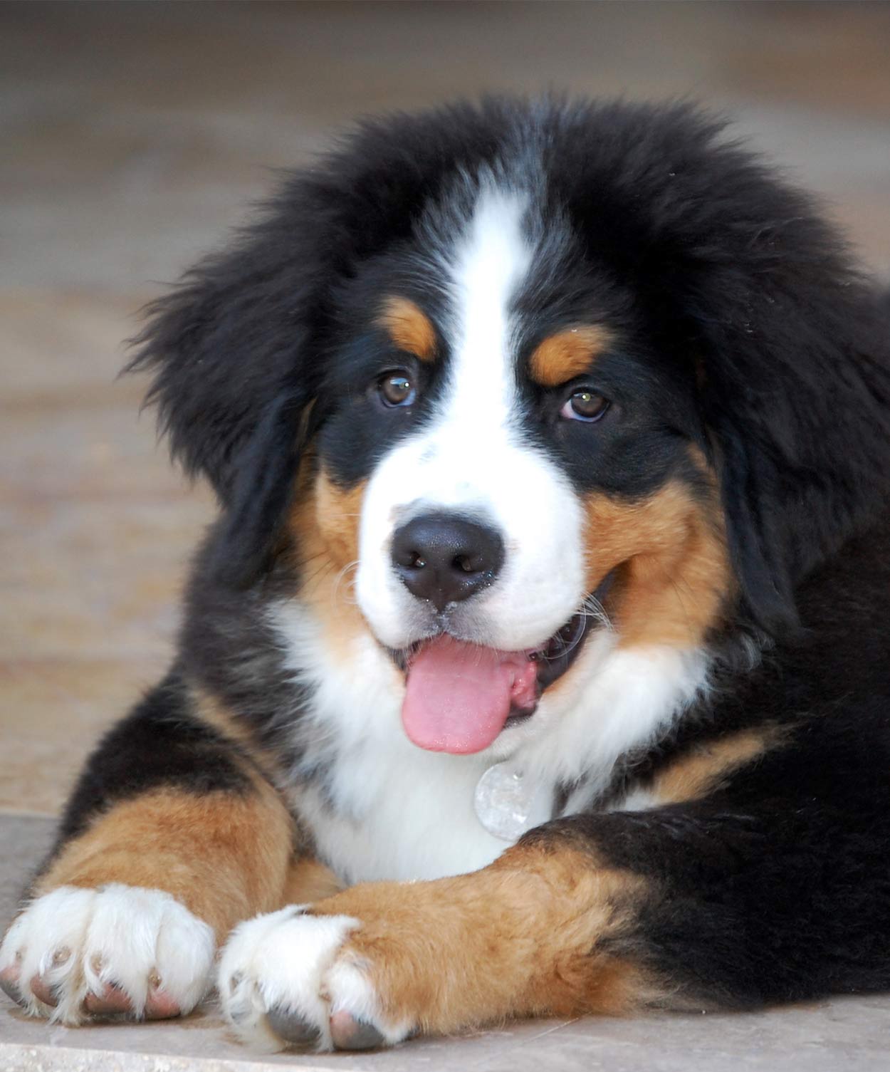 bernese mountain dog with eyebrows