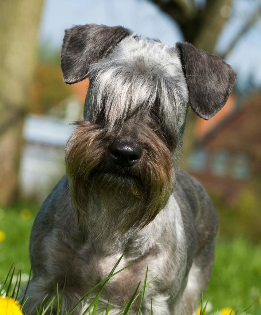Dogs With Eyebrows Pups To Turn Your Frown Upside Down