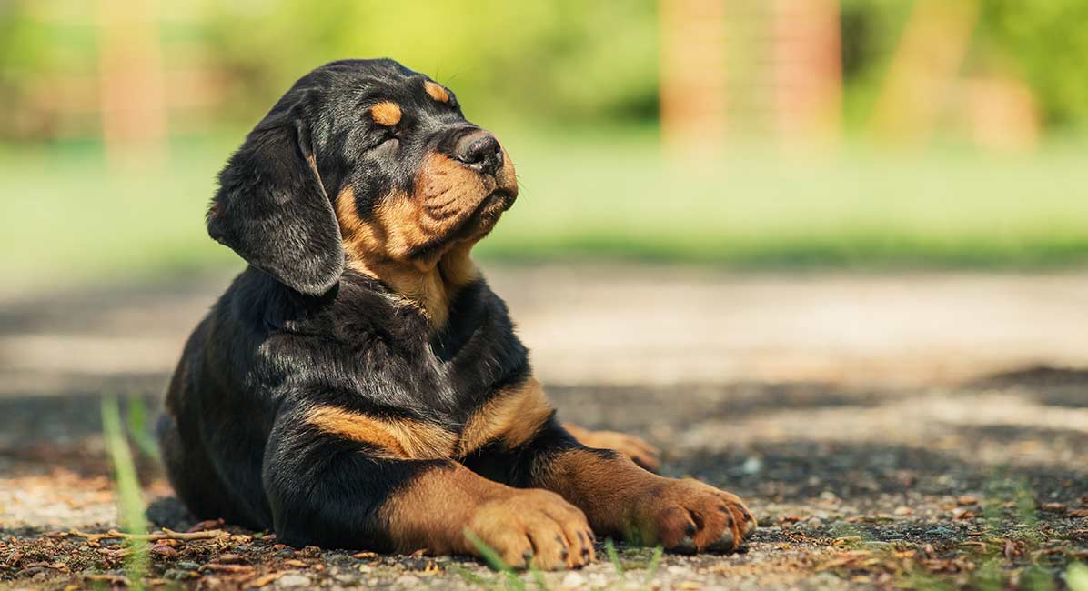 what dog breeds have long black eyelashes